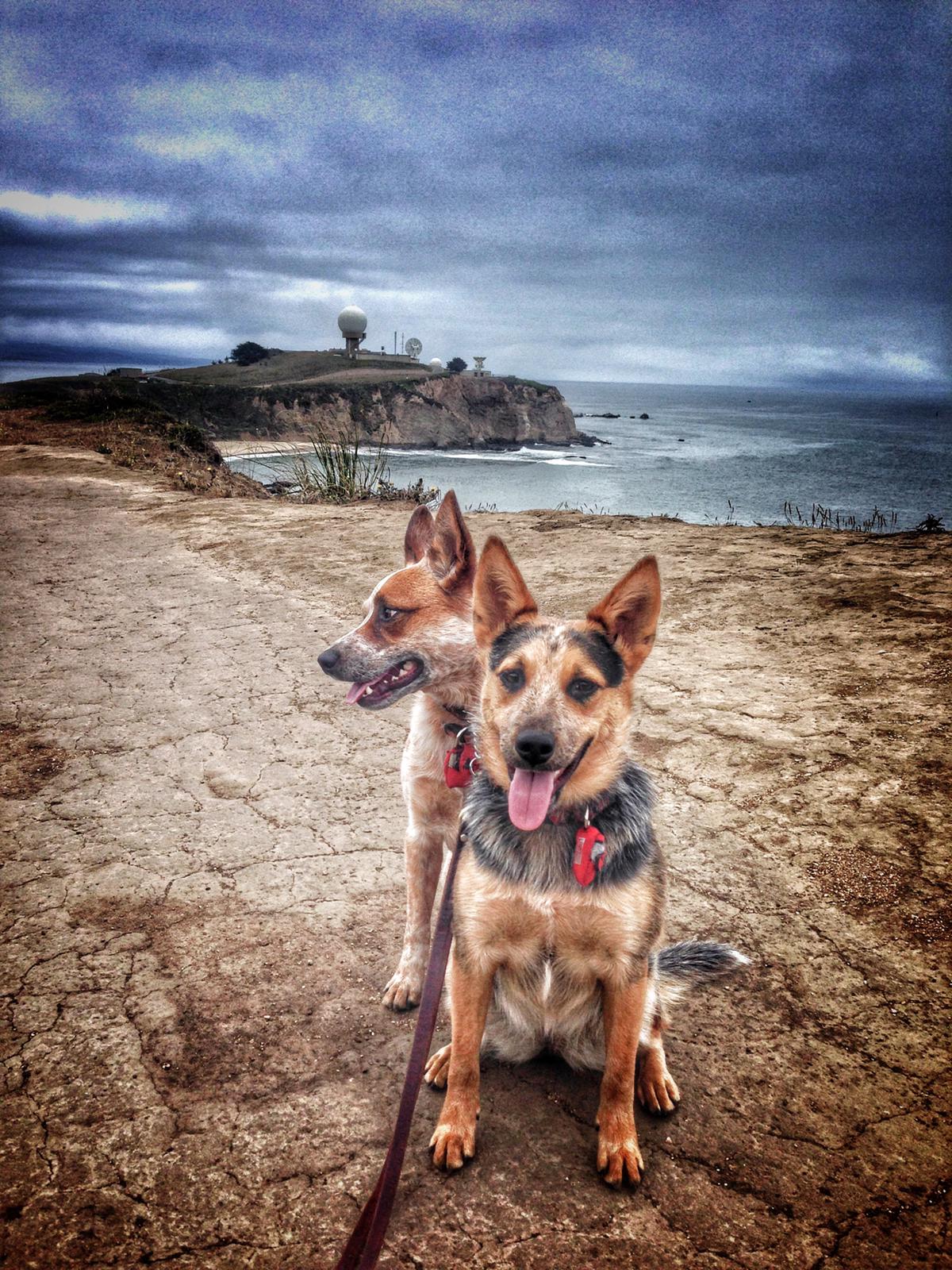 Dogs fresh breath and clean teeth