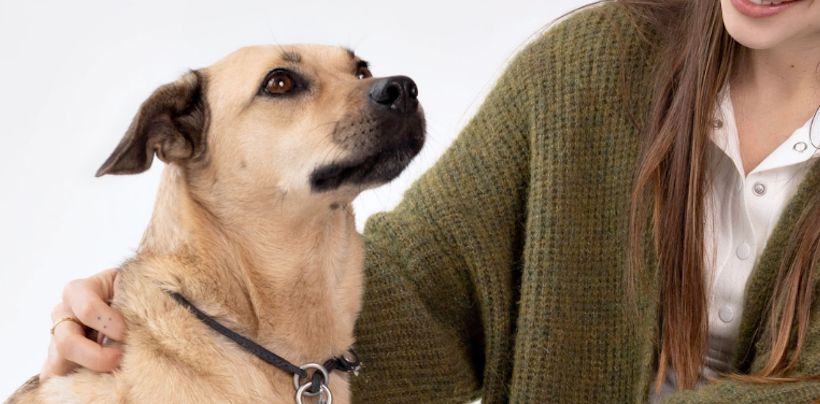 You Need to Brush Your Pets Teeth Every Single Day