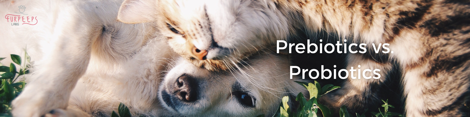 Probiotics vs. Prebiotics