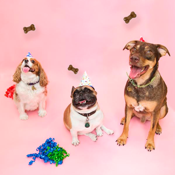 A healthy pet needs a healthy microbiome.