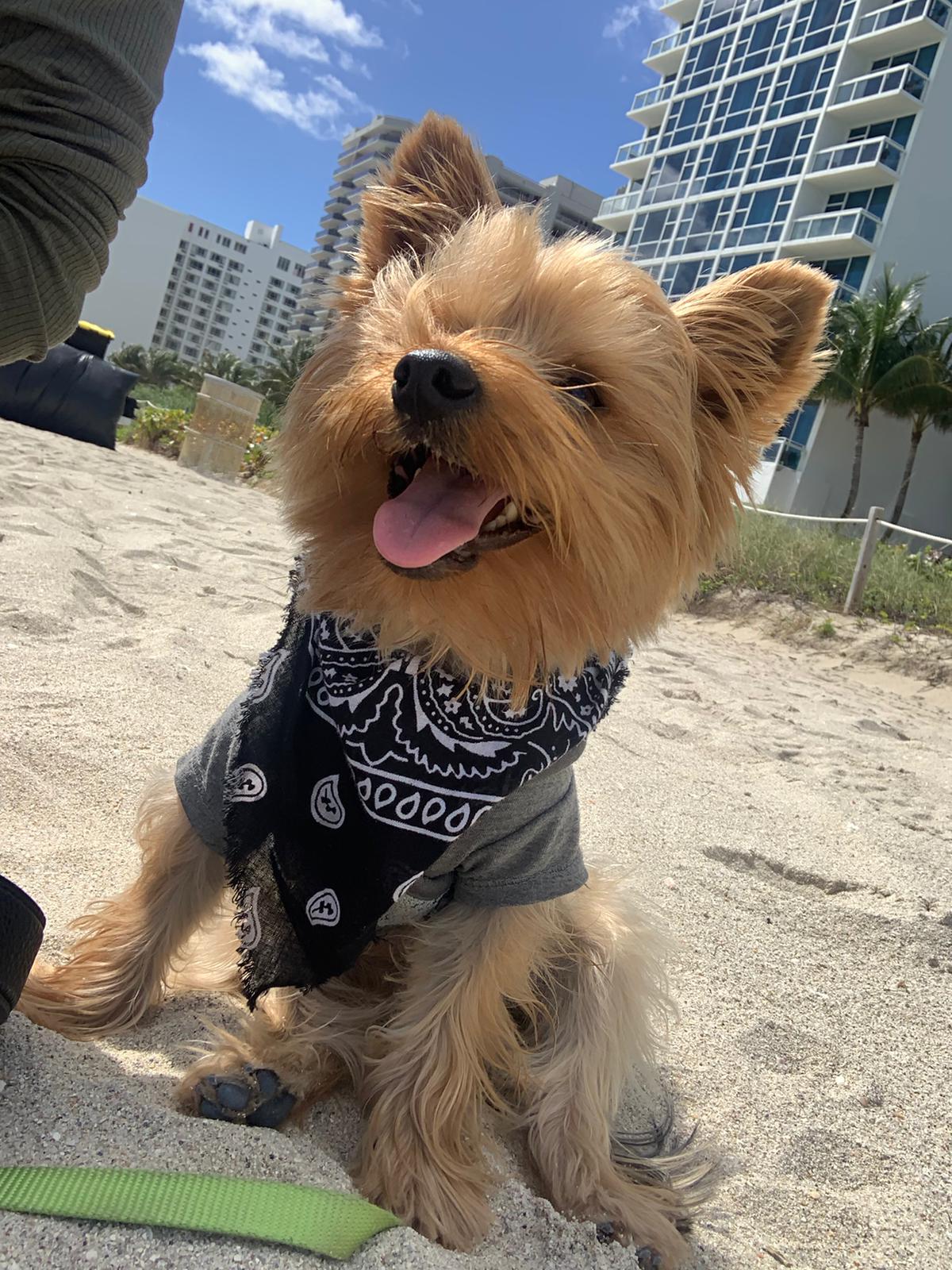 Healthy tummy for dogs, no more diarrhea